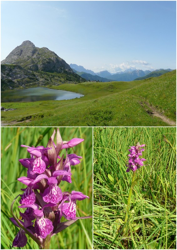 Una giornata a Valparola. Dactylorhiza, Nigritella e grandi montagne!